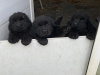 Beautiful Newfoundland puppies in Galway 10